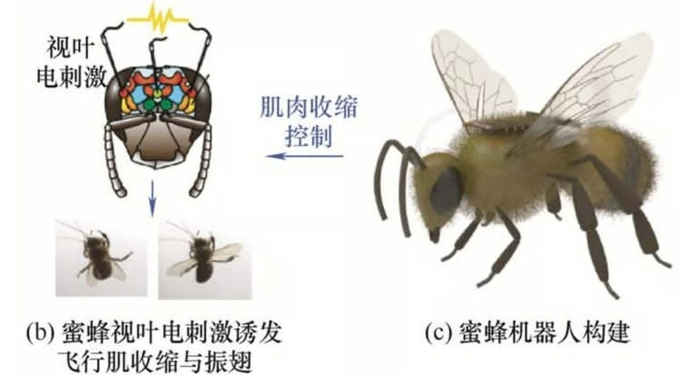 Thế Giới Số 365 | Chấn động khoa học: Ong Cyborg đầu tiên ra đời, mở ra kỷ nguyên trinh sát bằng côn trùng siêu nhẹ!